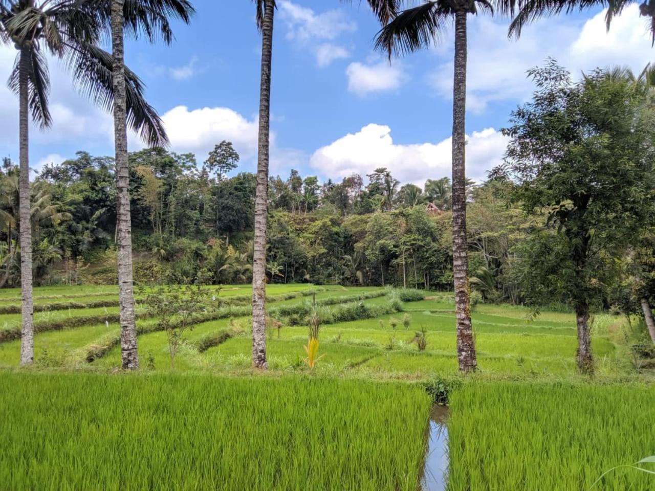 Asan Rinjani Homestay Tetebatu Ruang foto