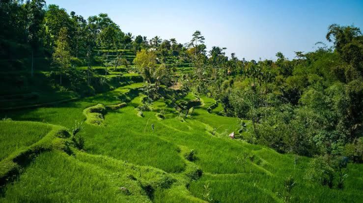Asan Rinjani Homestay Tetebatu Bagian luar foto